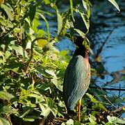 Green Heron