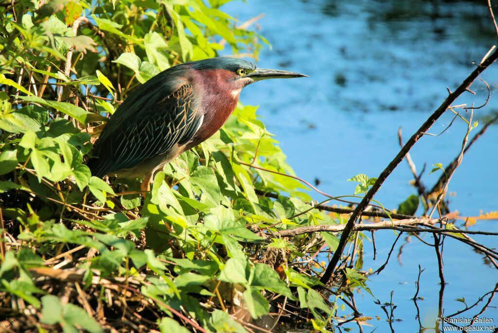 Green Heron