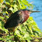 Green Heron