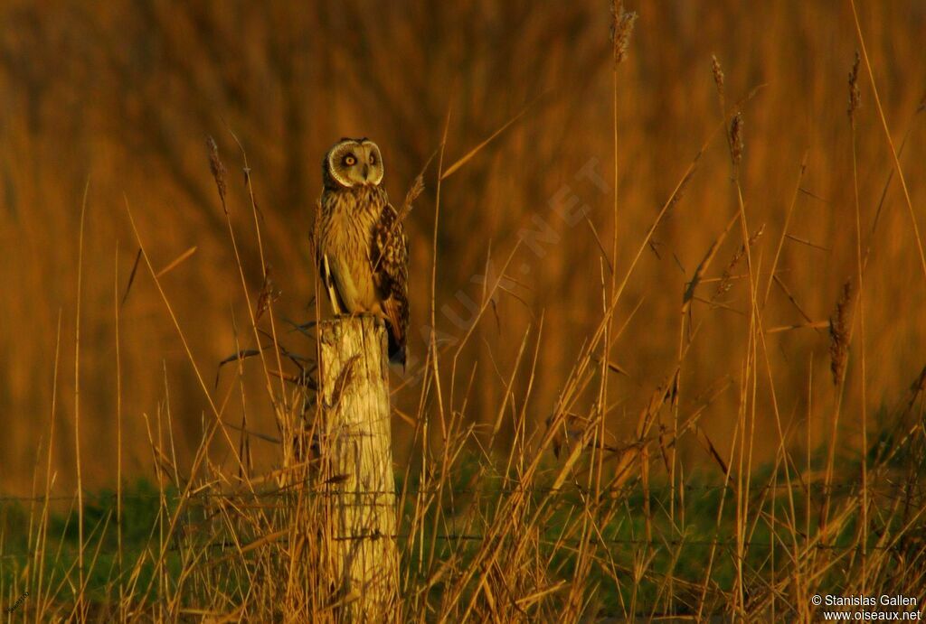 Hibou des maraisadulte transition