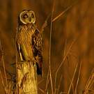 Hibou des marais