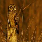 Short-eared Owl