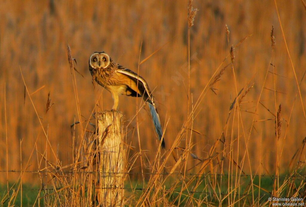 Hibou des maraisadulte transition