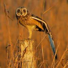 Hibou des marais