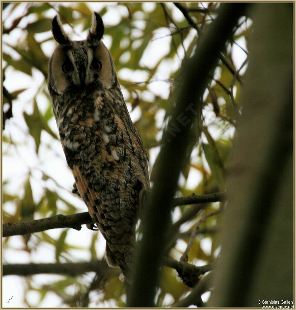 Long-eared Owladult transition