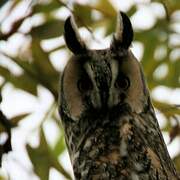 Long-eared Owl