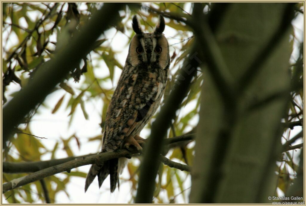 Long-eared Owladult transition