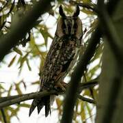 Long-eared Owl