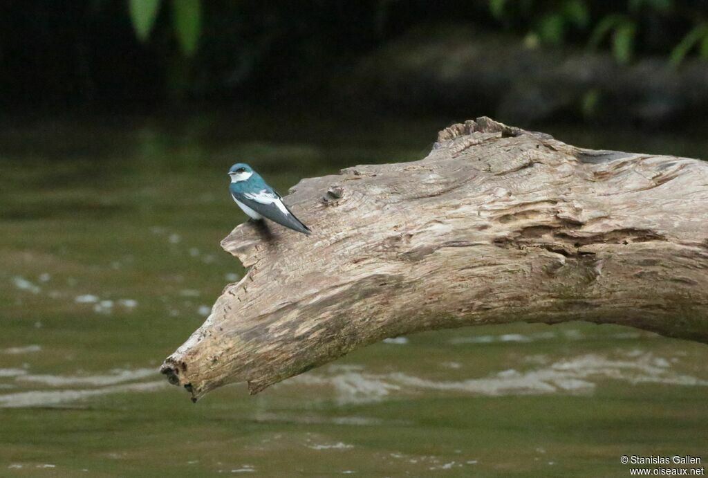 White-winged Swallowadult