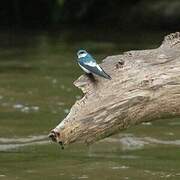 White-winged Swallow