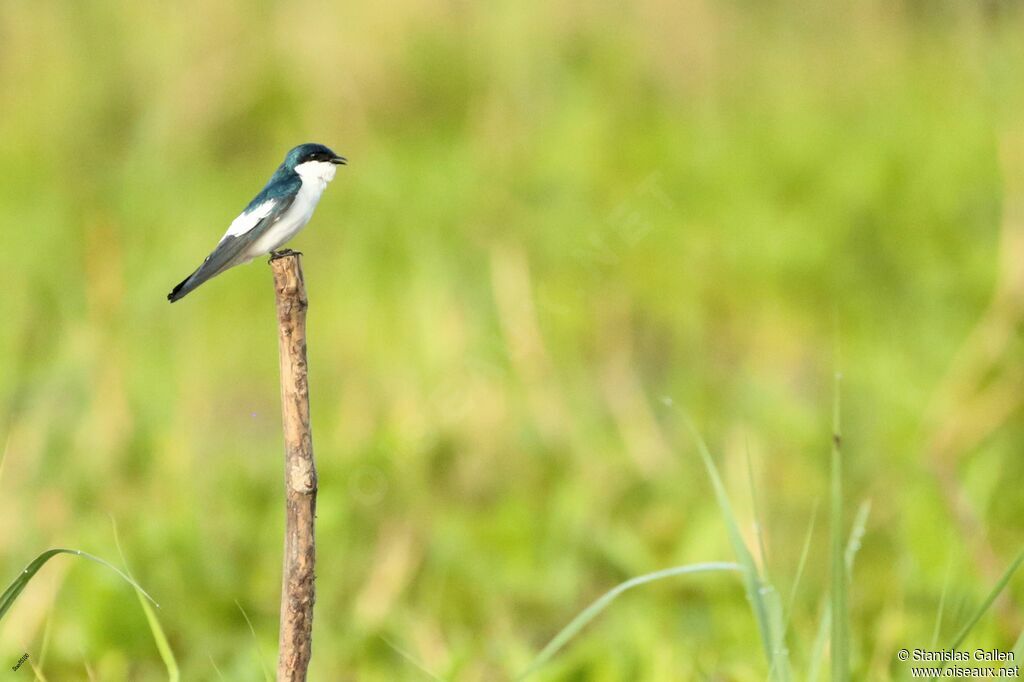 White-winged Swallowadult breeding