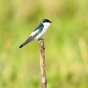 White-winged Swallow