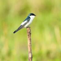 Hirondelle à ailes blanches