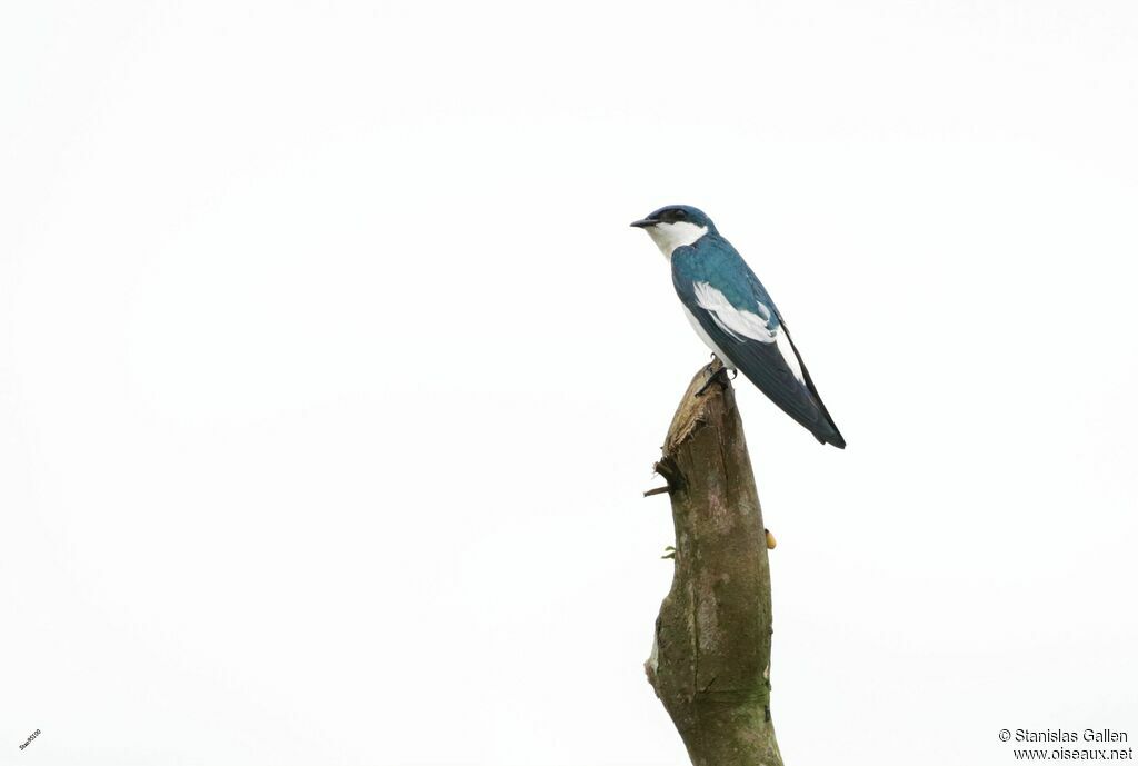 Hirondelle à ailes blanchesadulte nuptial