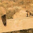 Hirondelle à ailes hérissées