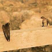 Northern Rough-winged Swallow