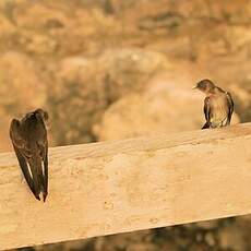 Hirondelle à ailes hérissées