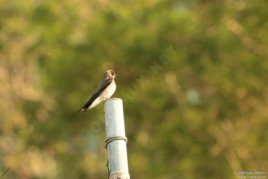 Northern Rough-winged Swallowadult