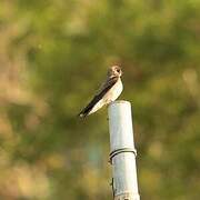 Northern Rough-winged Swallow