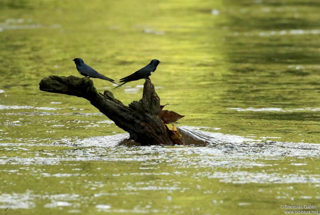 White-banded Swallowadult breeding