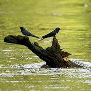 White-banded Swallow