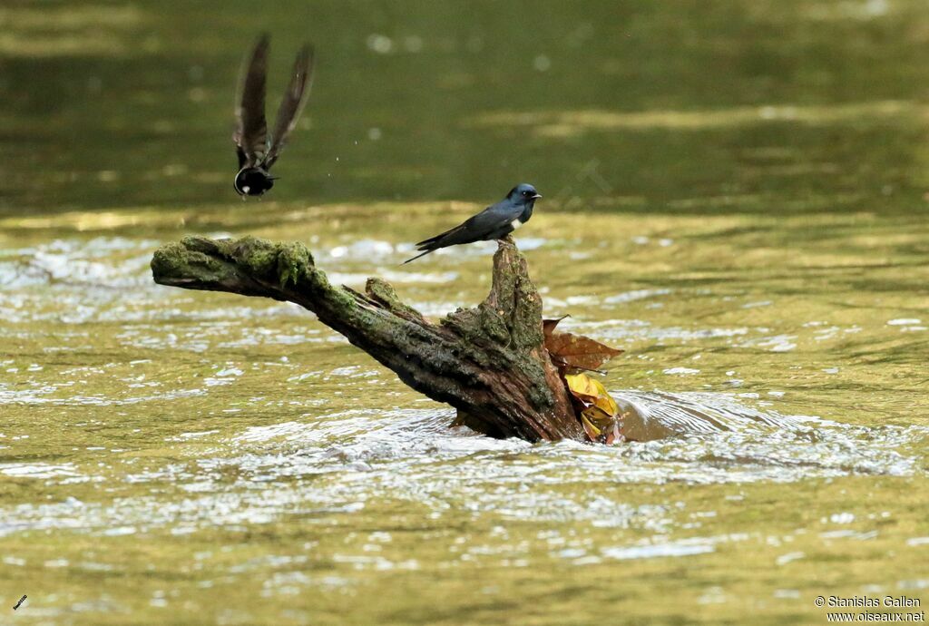 White-banded Swallowadult breeding