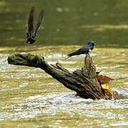 White-banded Swallow