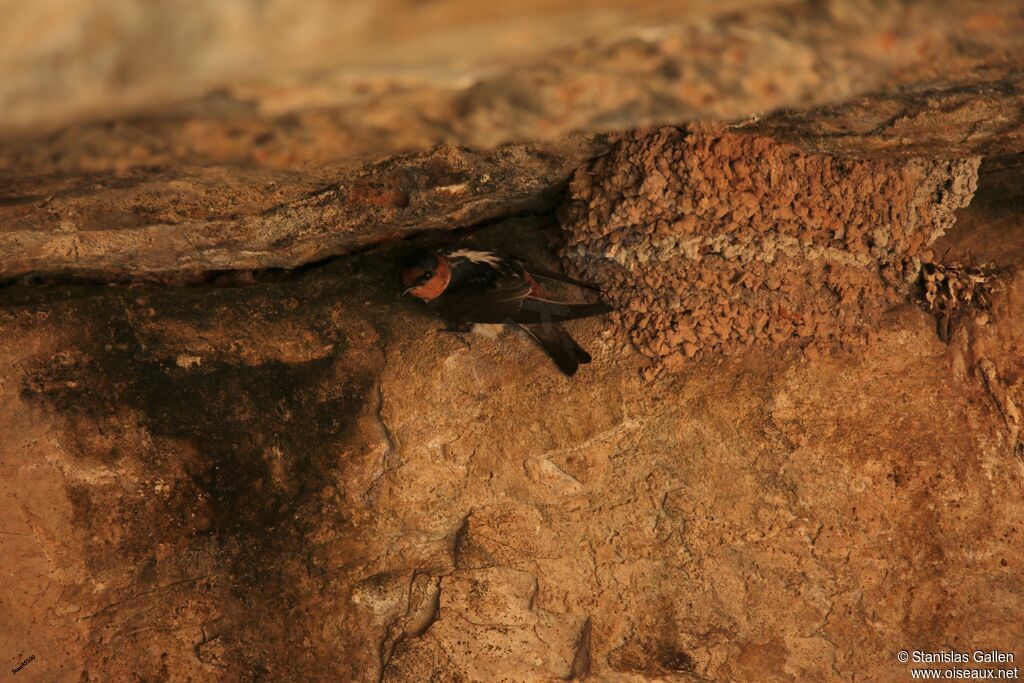 Hirondelle à front brunadulte, r. coloniale