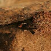 Cave Swallow