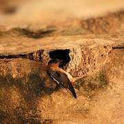 Cave Swallow