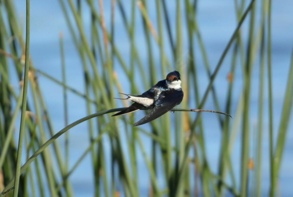 Hirondelle à gorge blancheadulte