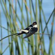 White-throated Swallow