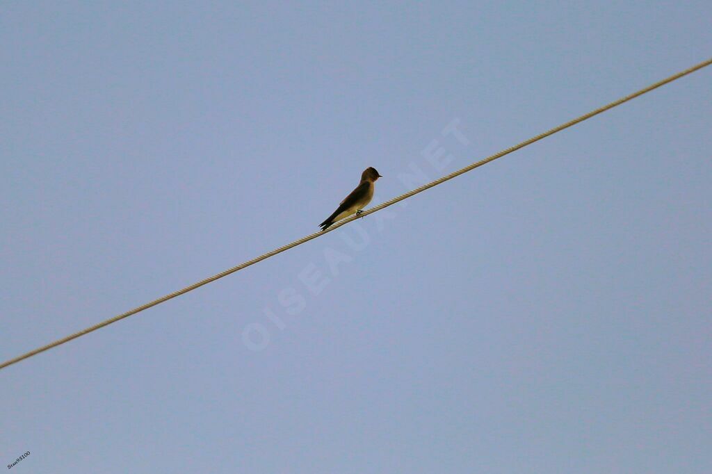 Southern Rough-winged Swallowadult