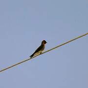 Southern Rough-winged Swallow