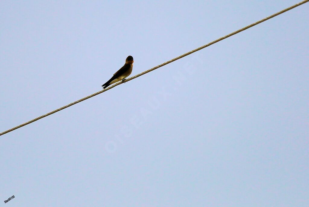 Southern Rough-winged Swallowadult