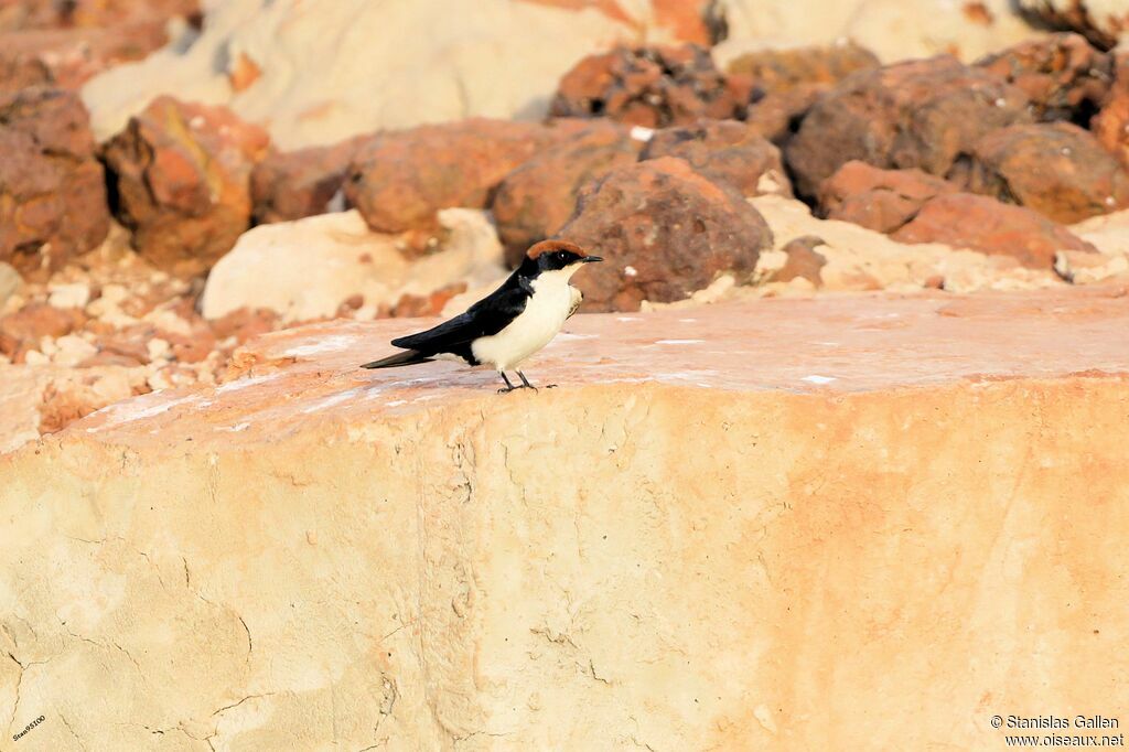 Wire-tailed Swallowadult