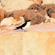 Wire-tailed Swallow