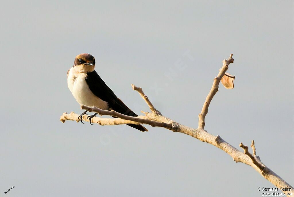 Hirondelle à longs brinsadulte