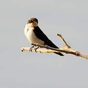 Wire-tailed Swallow