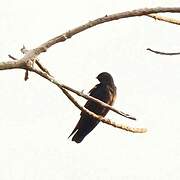 Square-tailed Saw-wing