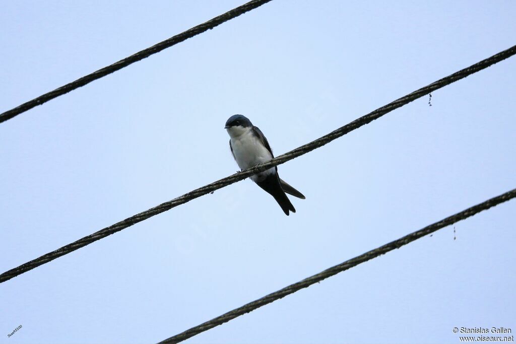 Hirondelle bleu et blancadulte