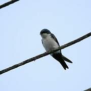 Blue-and-white Swallow