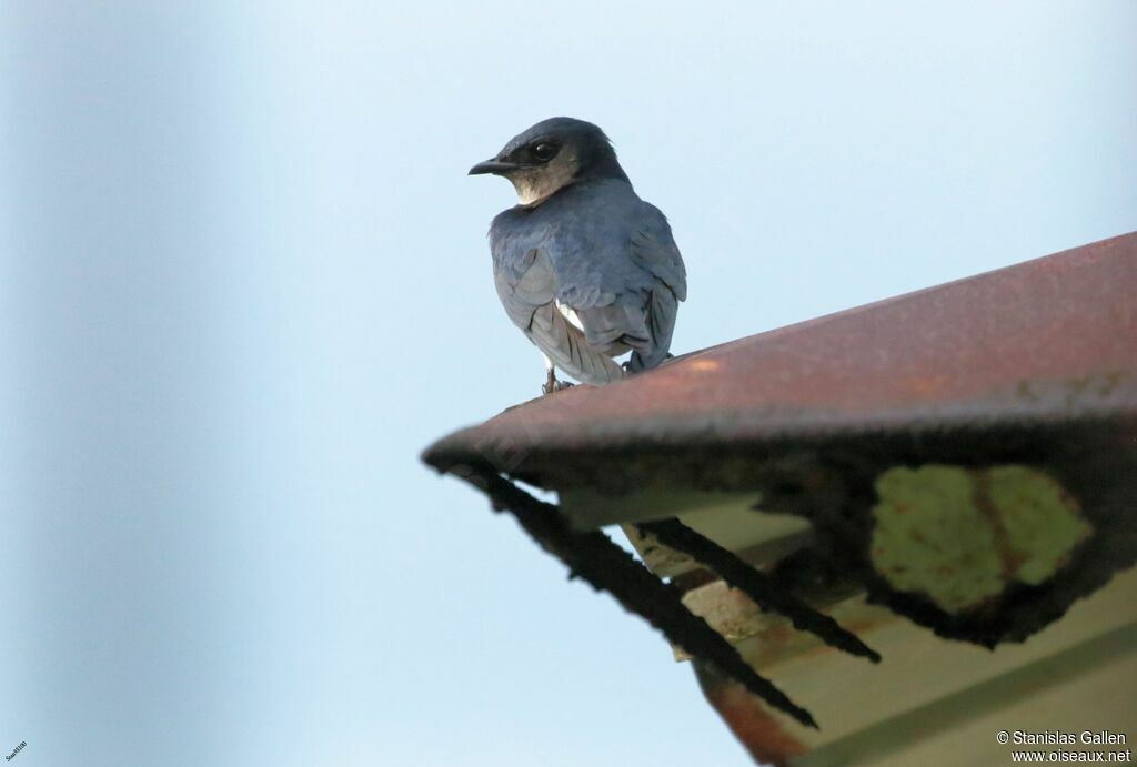 Hirondelle chalybéeadulte