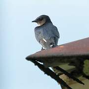 Grey-breasted Martin