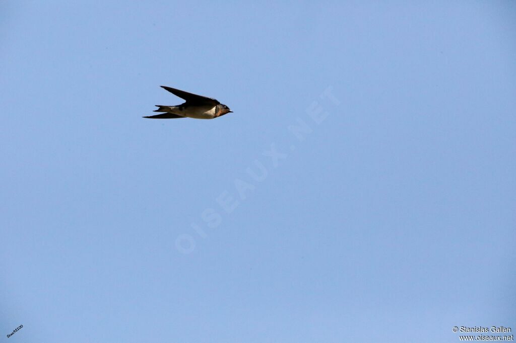 Red-chested Swallowadult, Flight