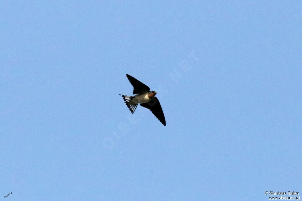 Red-chested Swallowadult, Flight