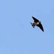 Red-chested Swallow