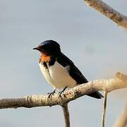 Red-chested Swallow