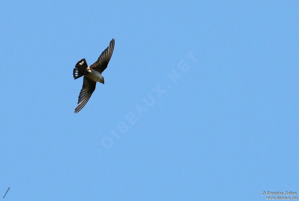 Eurasian Crag Martinadult transition, Flight