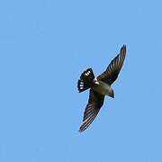 Eurasian Crag Martin